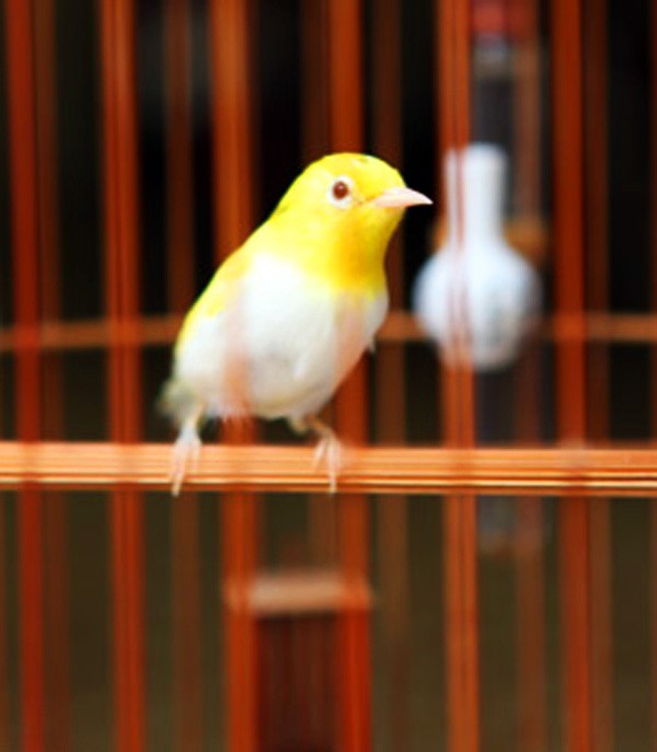 Chú chim hoàng khuyên biến đổi gen này có giá lên đến hơn 10.000 USD vì có màu rất đặc biệt với toàn thân màu mơ, vàng như chim yến. Chú chim này được giới chơi chim Hà Thành định giá như vậy vì độ đặc biệt đến mức độc nhất vô nhị.